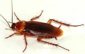 cockroach-american-2