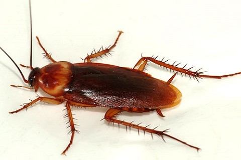 American Roaches